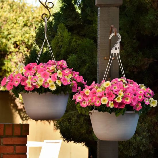 E3 Easy Sweet Taffy Mix Petunia Seeds - Image 3