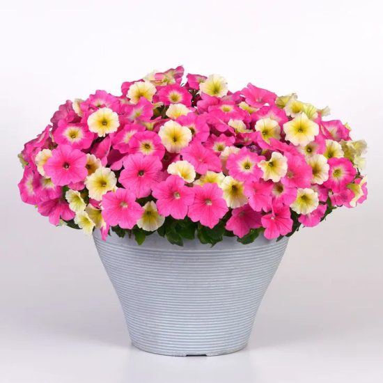 E3 Easy Sweet Taffy Mix Petunia Seeds - Image 2