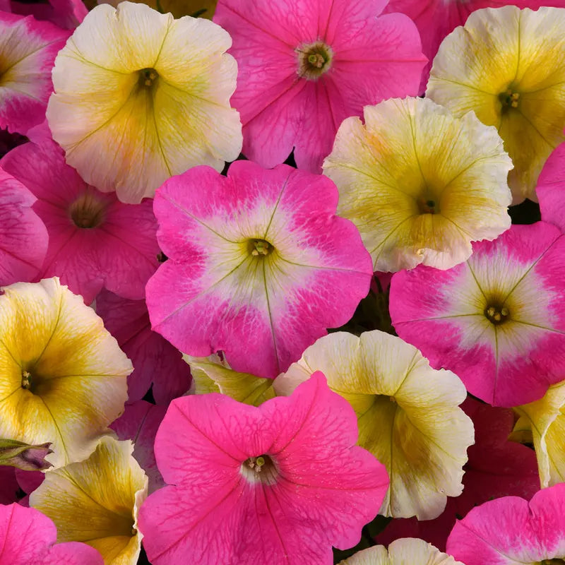 Petunia_Seedsp1 E3 Easy Sweet Taffy Mix Petunia Seeds - Image 1