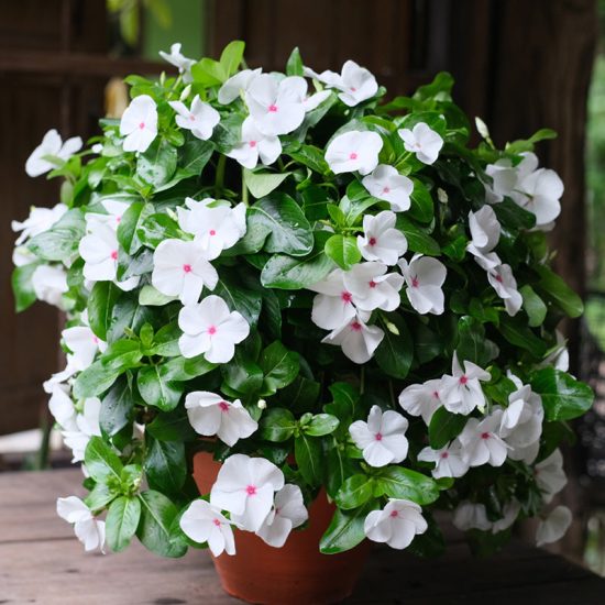 Pacifica Polka Dot Hybrid Vinca Seeds - Image 2