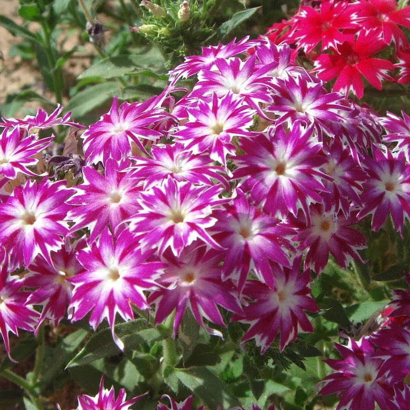TB24Rr4ertlpuFjSspfXXXLUpXa__2008691717 Pink Phlox Seeds - Image 1