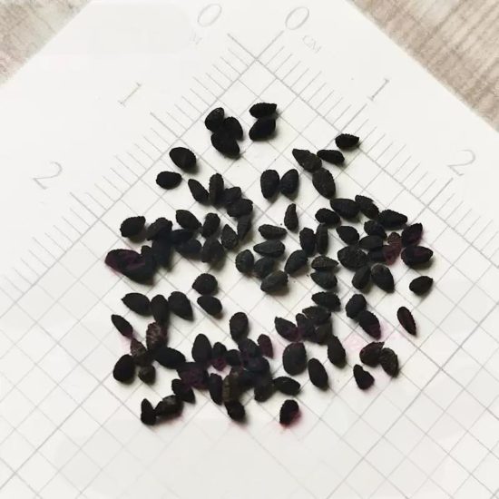 Love in a Mist Miss Jeckyll Nigella Seeds - Image 4
