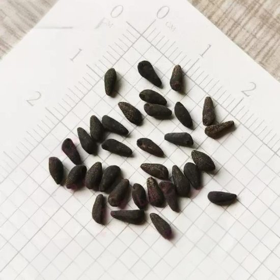 Cypress Vine Mix Morning Glory Seeds - Image 4