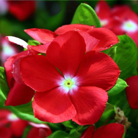 Jaio Dark Red Vinca Seeds - Image 2