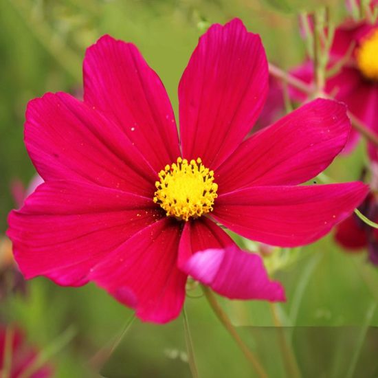 Mix Cosmos Flower Seeds - Image 6