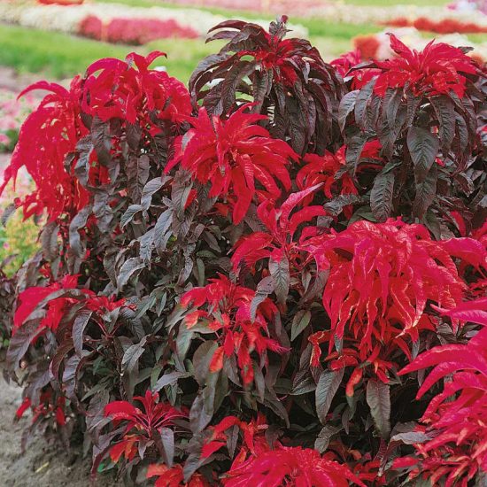 Molten Fire Amaranthus Seeds - Image 3