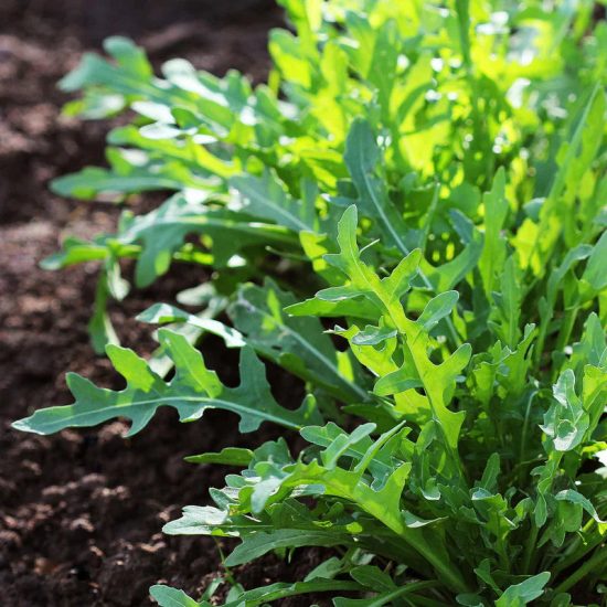 Organic Arugula Seeds - Image 3
