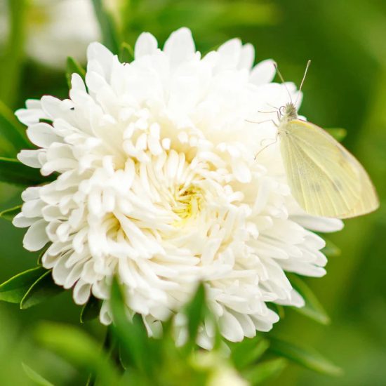 Tower White China Aster Seed - Image 2