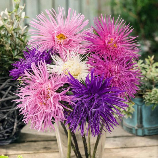 Valkyrie Mix China Aster Seeds
