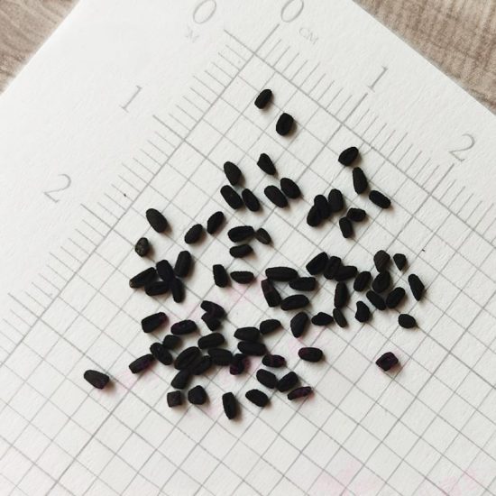Jaio Dark Red Vinca Seeds - Image 3
