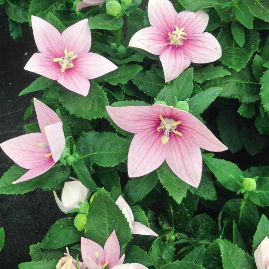 Komachi Balloon Flower Seeds - Image 3