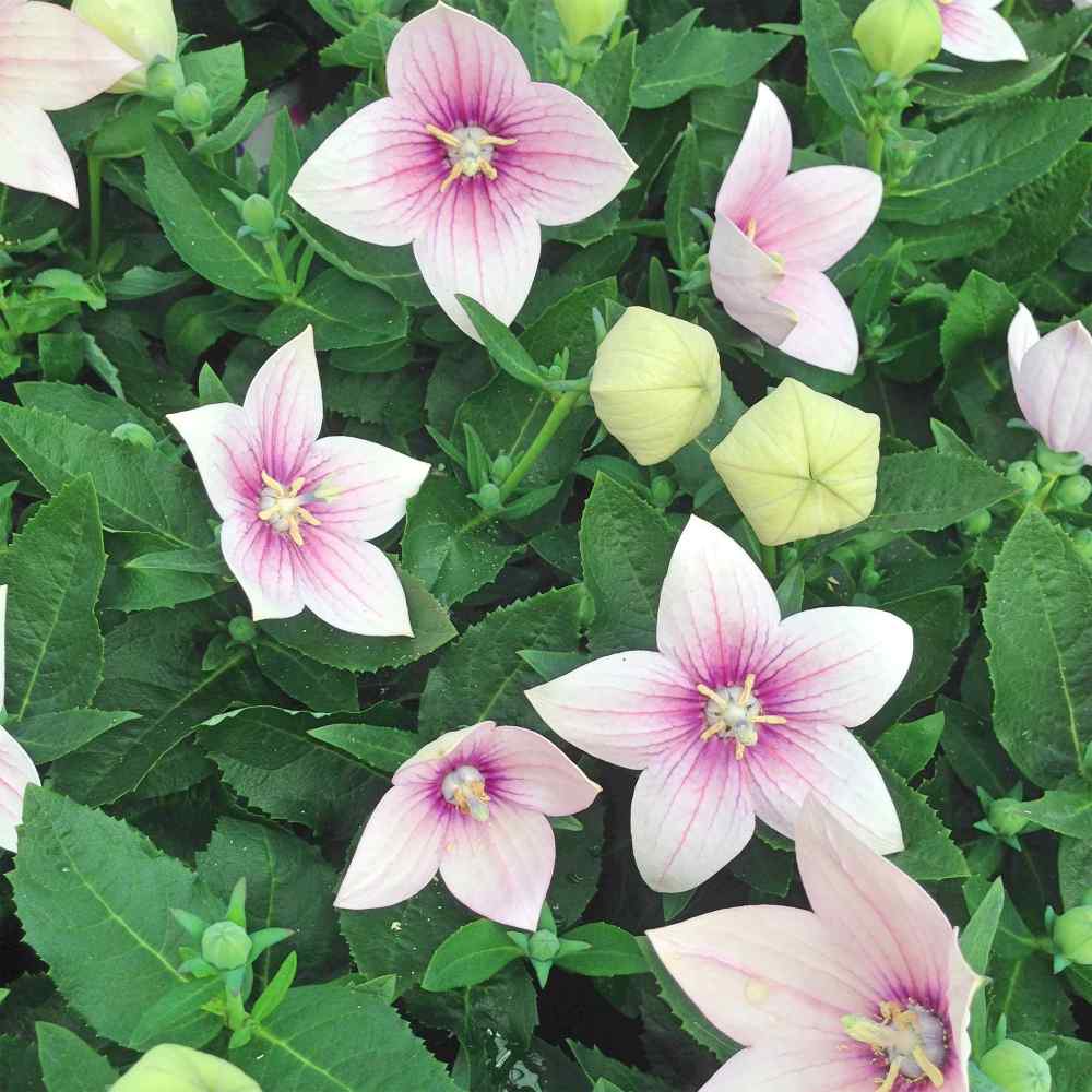 balloonflowerrose2 Komachi Balloon Flower Seeds - Image 1