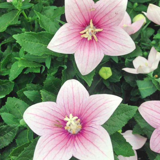 Komachi Balloon Flower Seeds - Image 2