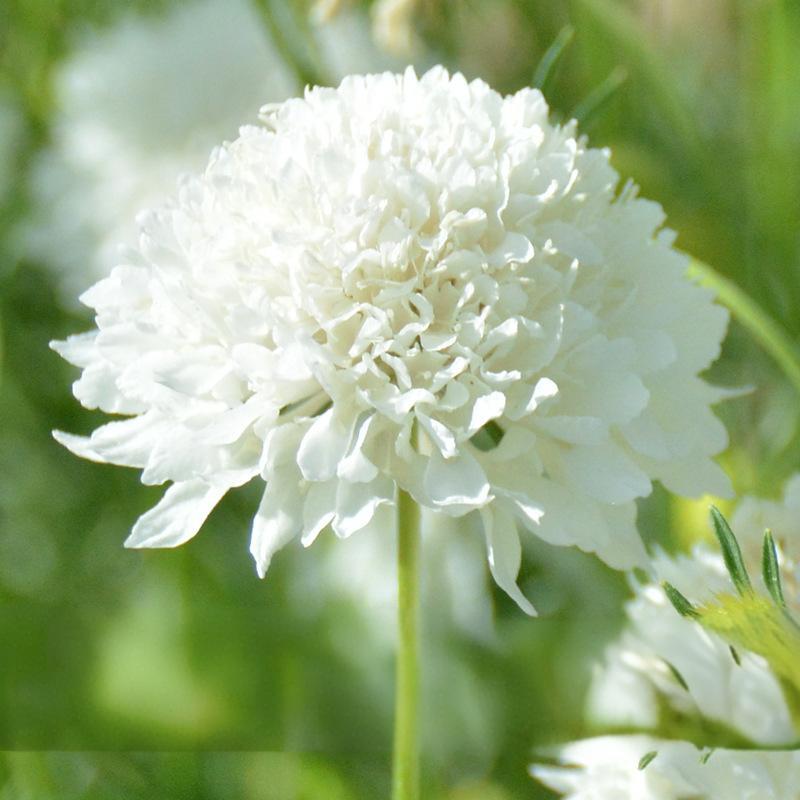 bb1ad6ffd1d8e663ec769ef3dae11d2d White Pincushion Scabiosa Flower Seeds - Image 1