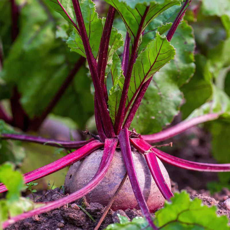 beets-detroit-dark-red-shk-3 Bull's Blood Heirloom Beet Seeds - Image 1