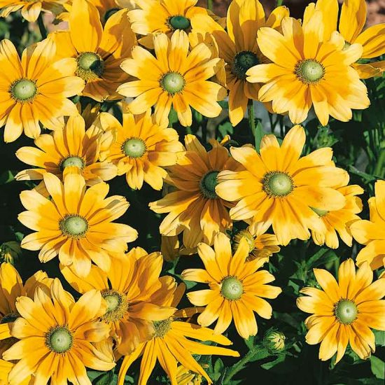 Prairie Sun Rudbeckia Seeds - Image 2