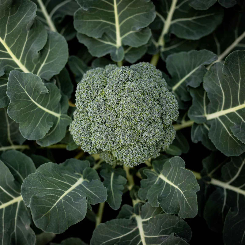 broccoli-calabrese-shk-1 Belstar Hybrid Organic Broccoli Seeds - Image 1