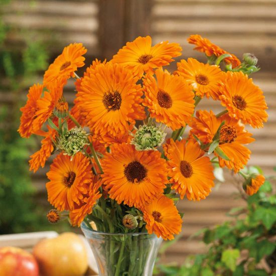 Orange Button Calendula Seed - Image 2