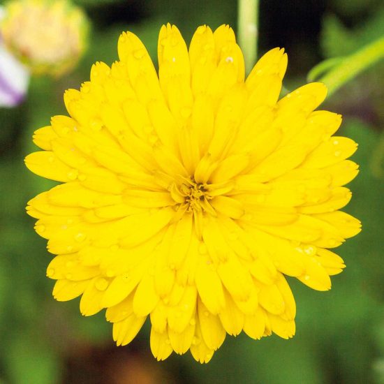 Pacific Beauty Yellow Calendula Seeds - Image 2