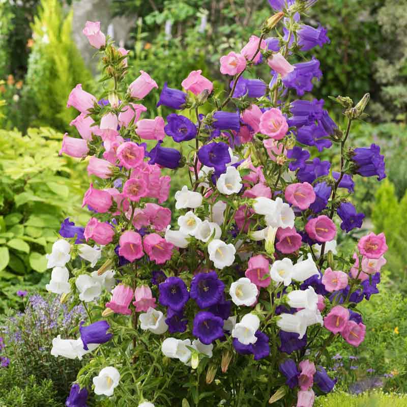 canterbury-bells-mixed-flo-1 Mixed Canterbury Bells Campanula Seed - Image 1