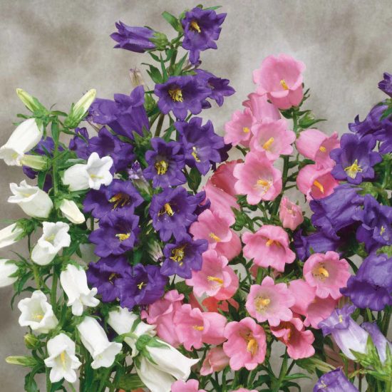 Mixed Canterbury Bells Campanula Seed - Image 2