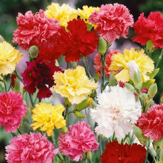 Carnation Seeds - Grenadin Double Mix Dianthus Seeds - Image 2