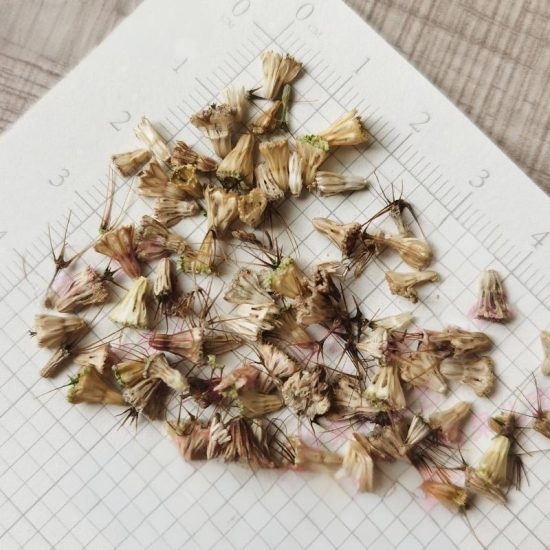 White Pincushion  Scabiosa Flower Seeds - Image 3