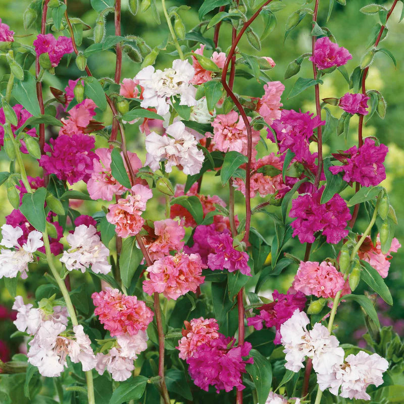 clarkia-mixed-ndp-1 Bulk Clarkia Seeds - Mixed - Image 1