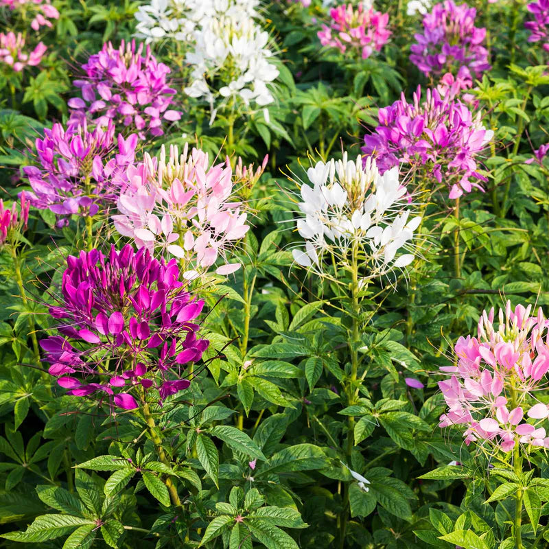 cleome-mixed-colors-1 Sparkler Mix Cleome Flower Seeds - Image 1