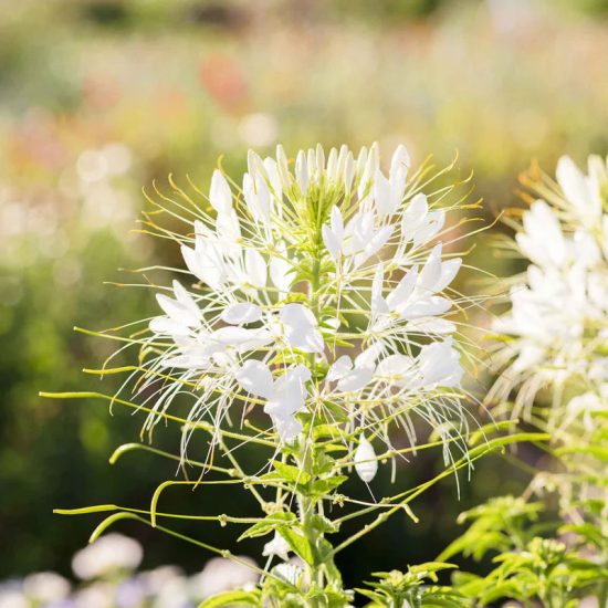 Sparkler Mix Cleome Flower Seeds - Image 3