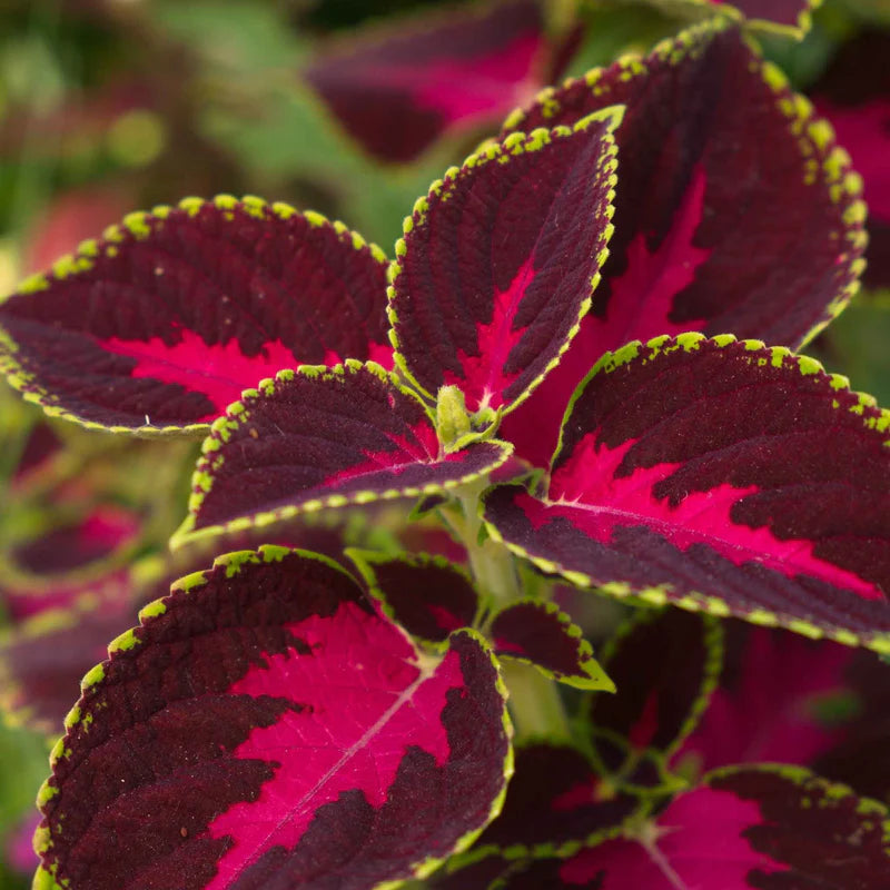 coleus-chocolate-2 Chocolate Covered Cherry Coleus Seeds - Image 1