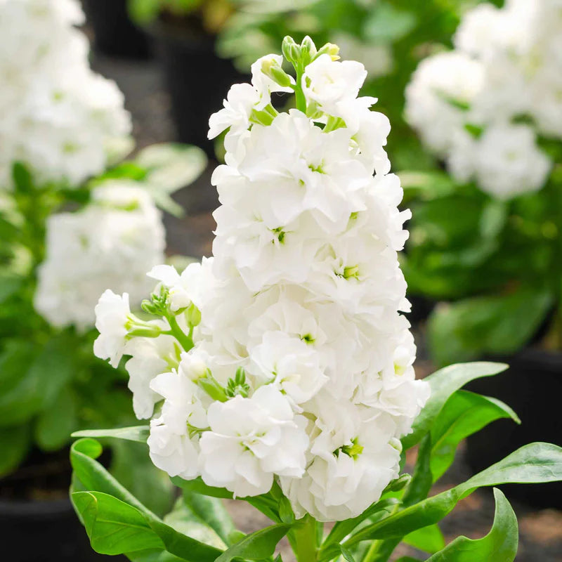 column-stock-white-goddess-shk-2_1 White Goddess Stock Seeds - Image 1