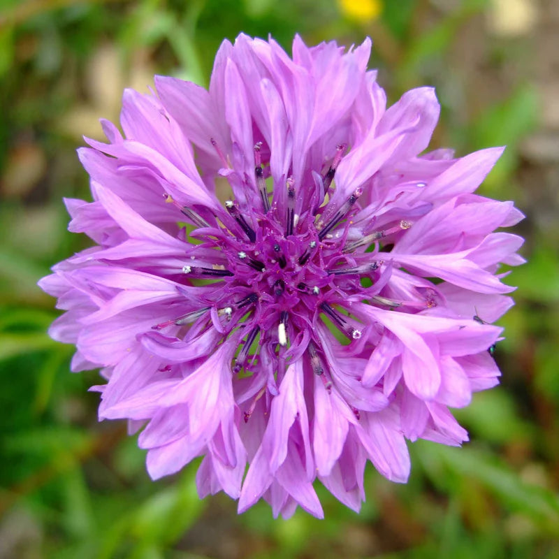 cornflower-mauve-shk-1 Mauve Cornflower / Bachelor Button Centaurea Seeds - Image 1