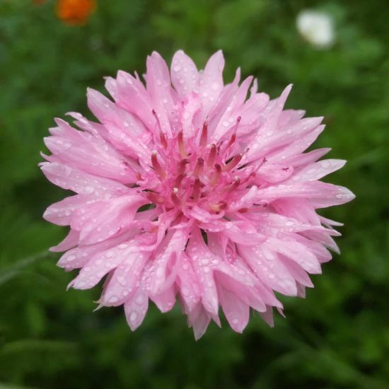 Tall Pink Centaurea Seeds Cornflower / Bachelor Button Seeds - Image 3