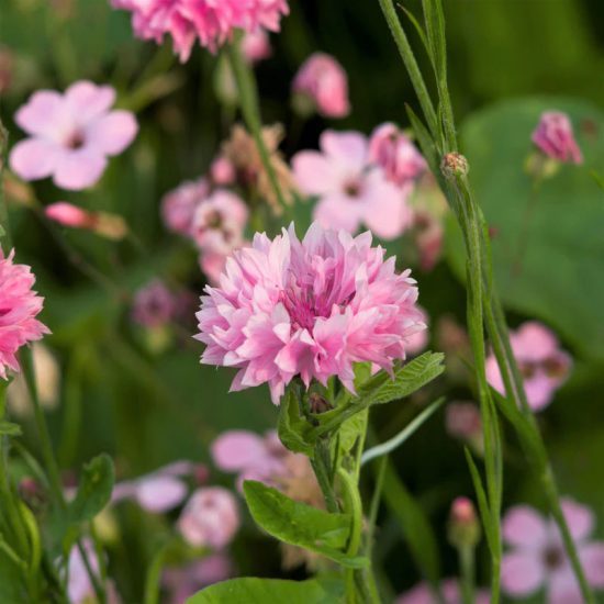 Tall Pink Centaurea Seeds Cornflower / Bachelor Button Seeds - Image 2