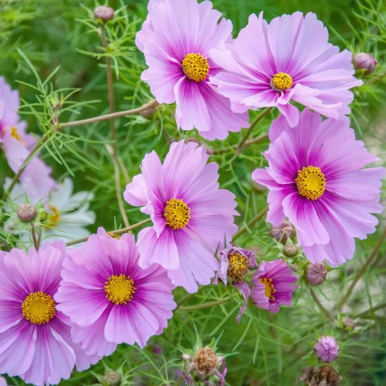 Daydream Cosmos Seeds - Image 7