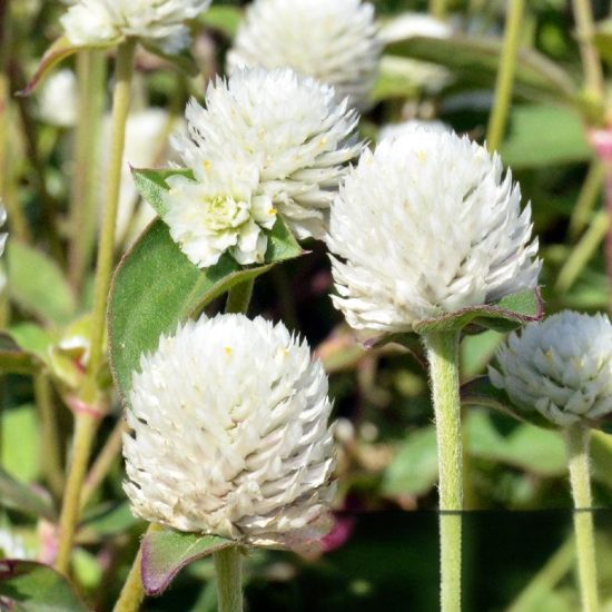 Las Vegas Mix Gomphrena Seeds - Image 5