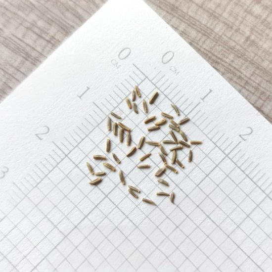Dusty Miller Silverado Seeds - Image 4