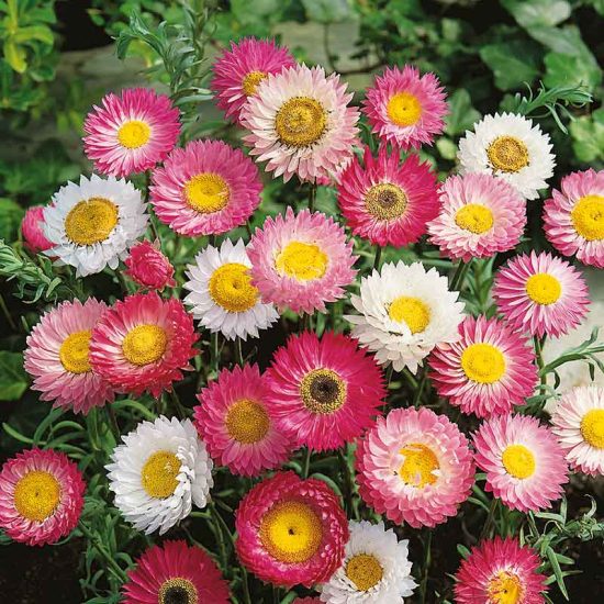 Giant Flowered Mix Helipterum Seeds - Image 2