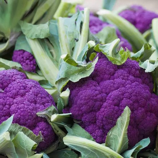 Purple Magic Hybrid Broccoli Seeds - Image 2