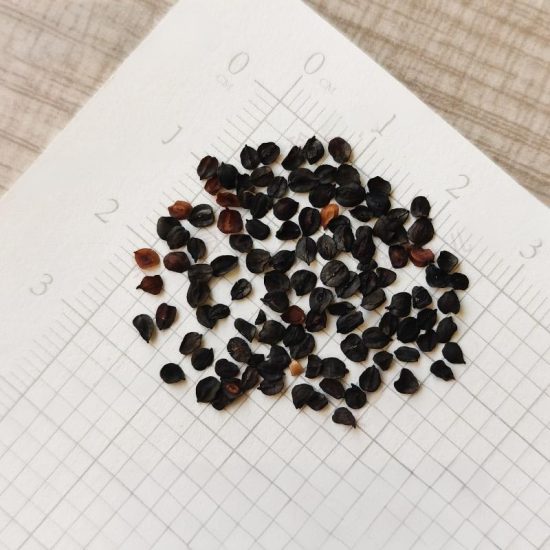 Red Dianthus Seeds - Image 3