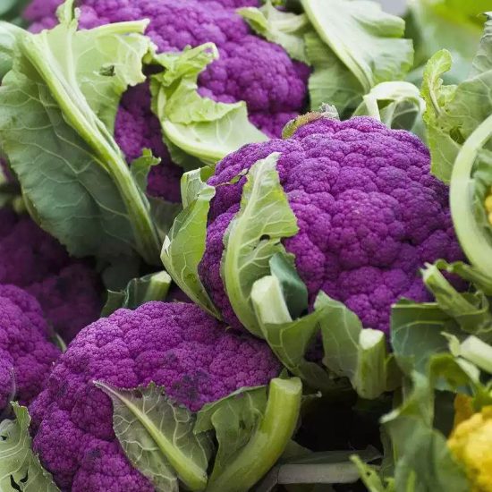 Purple Magic Hybrid Broccoli Seeds - Image 3