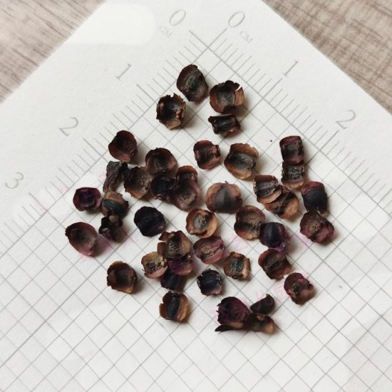SunKiss Coreopsis Seeds - Image 4