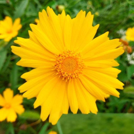 Lance-Leaf Coreopsis Seeds - Image 3
