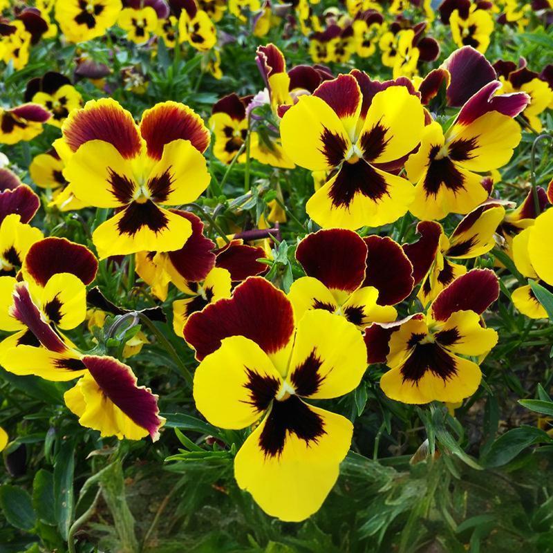 ecc21229d8e77c4530fb90dd80554ec4 Majestic Giants II Yellow w/Blotch Hybrid Pansy Seeds - Image 1