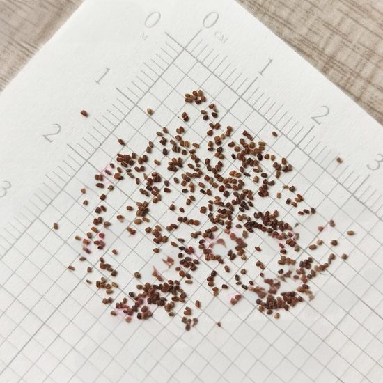 Mix Hybrid Foxglove Seeds - Image 6