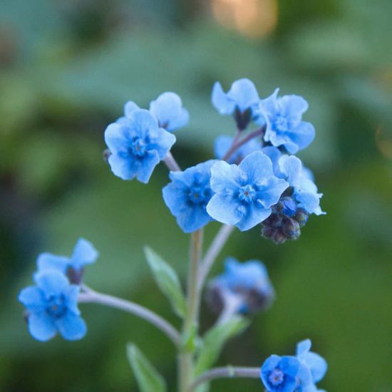 Firmament Cynoglossum Seed - Image 2