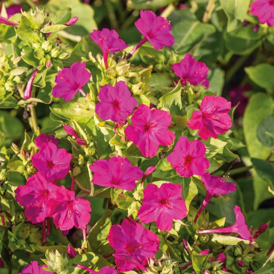 Pink Four O'Clock Seeds