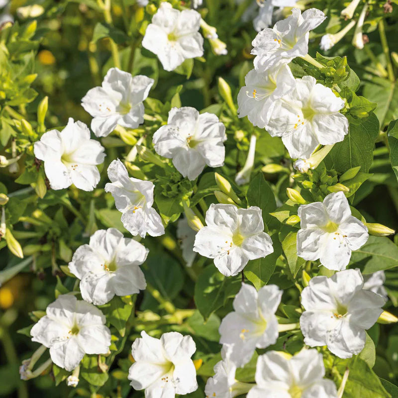 four-oclock-white-ndp-1 White Four O'Clock Seeds - Image 1