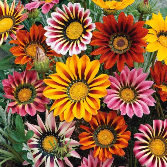 New Day Mix Hybrid Gazania Seeds - Image 2